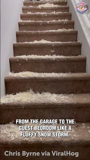 🐶💨 Pillow Explosion! Our Dogs Turned a King-Size Pillow Into Chaos!