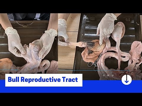 VET ENDO | The Male Reproductive Tract (Bull)| Student Output