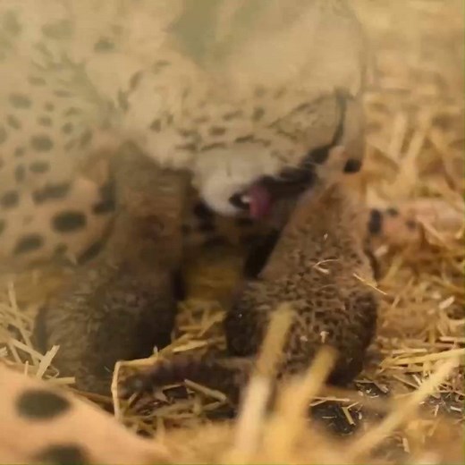 CUTENESS ALERT!💕 The Smithsonian and Columbus Zoo have welcomed the world's first in vitro cheetah cubs. Welcome to the world, babies! DETAILS: bit.ly/2wMtxY8 | Fox 5 DC