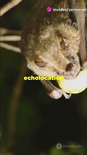 Meet the Bumblebee Bat: The World's Smallest Mammal!