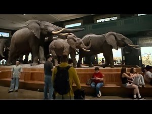 New York City: Explore American Museum of Natural History Manhattan @thanandasworld Live