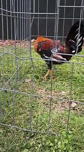 12K views · 2.5K reactions | Sweater Thunder Valley Game Farm | Thunder Valley Game Farm | Facebook