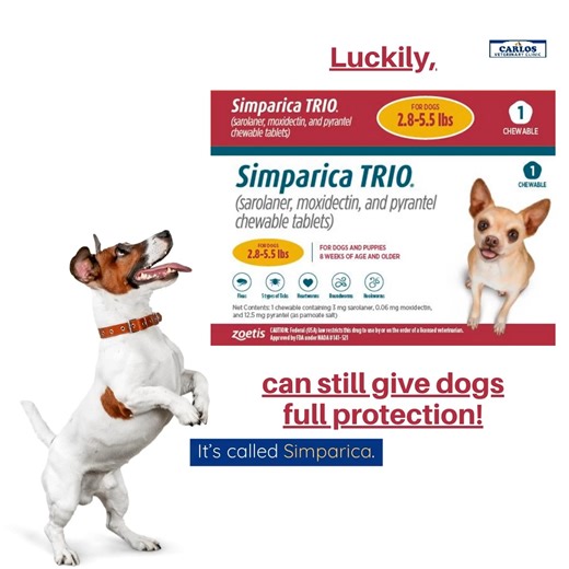 What do responsible pet owners do to protect their dogs from getting Heartworms? They give them Simparica Trio! A palatable tablet that your fur baby will love! It has been shown in studies that Moxidectin, a component of Simparica Trio, will protect your fur baby from Heartworms 100% of the time. Not all preventatives can make this claim. In addition to the dreaded Heartworm, Simparica Trio will keep your dog protected from Fleas, Ticks and Mites. All this while preventing your loved ones from 