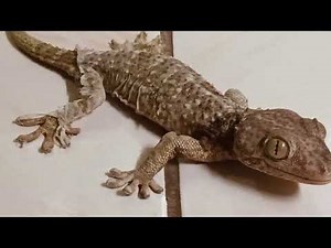 Late-Night Serenade: The Amazing Tuko Gecko!"