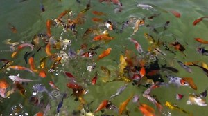1.5K views · 39 reactions | Snuck off to film some of these lovely little 3-4" Koi. they are so cute at this size. At as little as £4.56 a fish they are ideal for stocking to watch grow! https://carpco.co.uk/product_info.php?products_id=34&cPath=22 | The Carp Co | Facebook