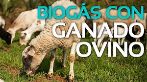 Tres familias mexicanas se unieron para adquirir un biodigestor Sistema 40 y disfrutar del biogás y biofertilizante. ¡Gracias a que están aprovechando el estiércol de sus ovejas ya no se deben preocupar por el precio del gas LP por lo menos por 20 años! Te invitamos a ver esta historia de impacto. | Sistema Biobolsa