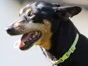 Le Pinscher Nain : caractéristiques, comportement, éducation... (vidéo)