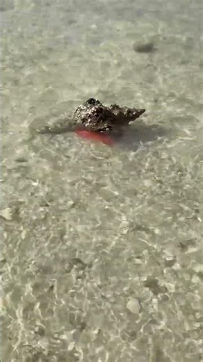 Meet the Horse Conch, Florida’s State Shell and the largest species of snail in North America! 🌊🐚