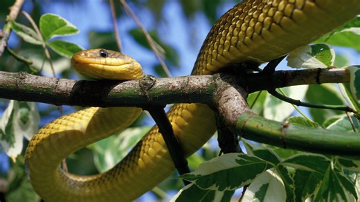 New species of 7ft snake has invaded UK & could be seeking refuge in your HOUSE