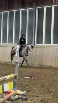 Das erste Mal in der Reithalle für meinen fast 4 jährigen Dabolé 🥹🥹 - Anreiten Jungpferd