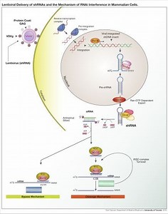 Lentivirus - Alchetron, The Free Social Encyclopedia