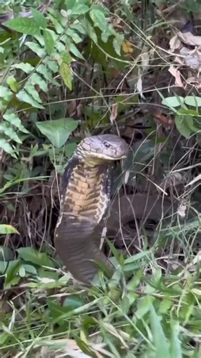 The Mystery of Snakes in the Aadivasi Jungle #shortvideo