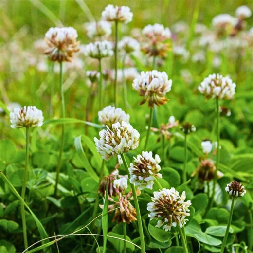 1000 White Dutch Clover Seeds – Perennial Legume Cover Crop, Low Growing Ground Cover Plant - Etsy