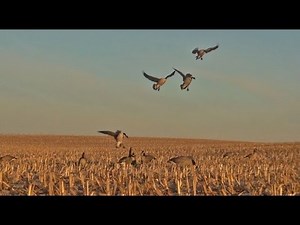 Goose Hunting Minnesota - October Corn Field Hunt