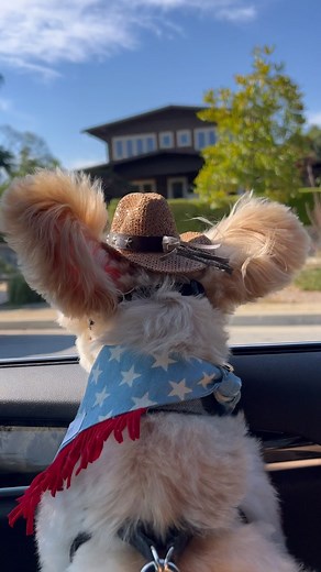 1.9K views · 300 reactions | Happy 4th of July to our US friends. PSA - Popeye wants to remind you that fireworks are very scary for the animals. Please keep your pets indoors, secured, and safe. This is the worst time for shelters. ❤️ #july4th #psa | Popeye the Foodie | Facebook