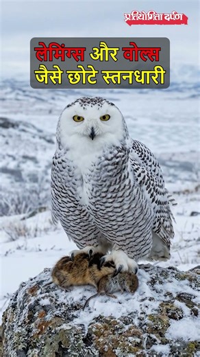 Snowy Owl Listed for Global Protection: A Step Towards Conservation | Pratiyogita Darpan