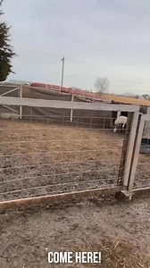 I found out how rare emu eggs are! 🥚 #EmuEggs #WildlifeAdventure #NatureDiscoveries #EggHunt #FascinatingNature #AnimalBreeding #CuriousScience #ExploreTheWild #EmuFacts #NatureLovers | White House on the Hill