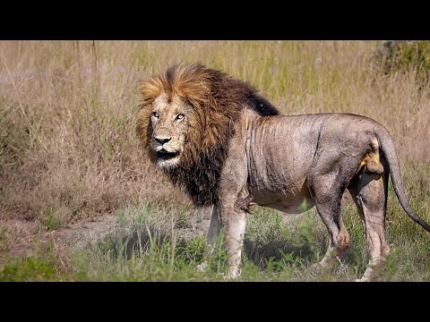 Is this the Most Impressive Lion in The Kruger National Park ?