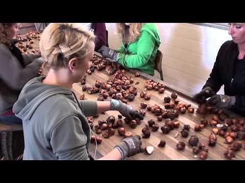 Cleaning and Grading Tulip Bulbs | The Bulb Industry