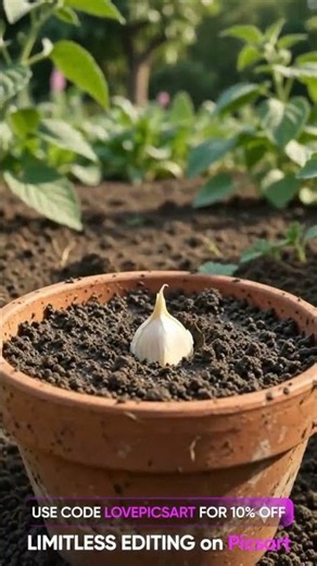 How to Grow a Garlic Plant from One Clove #gardening #tips