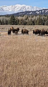 The sounds of their hooves hitting the rails as they jump...bison are more athletic than one would think! Grand Teton National Park #bison #foryoupagereels #nationalparks #grandteton | T. Lyn Neufeld Photography