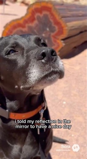 Ouch! Bad Luck! - The Pup Dad Jokes Rule! #dogcomedy #funny