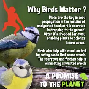 Birds are the key in seed propagation in the remains of undigested...
