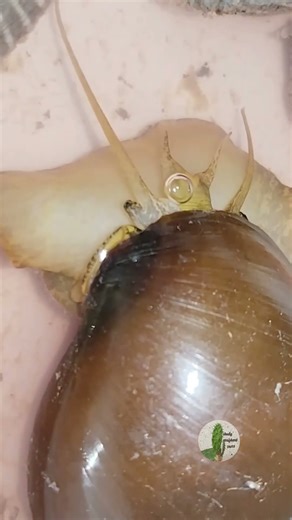 Ốc #snail #Ampullariidae