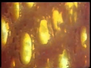 Cadbury's Crunchie Advert (1978)