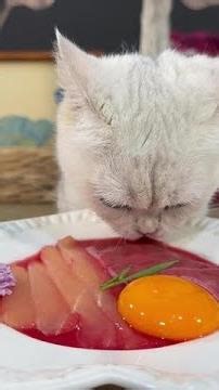 The Happy Life of a Kitten#Kitten Growth Record #Homemade Cat Food #Cats #Cat Meal Time