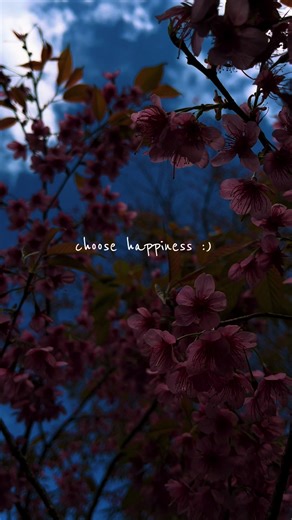 🌸#ilovetiktok #ติดเทรนด์วันนี้ #ขึ้นฟีดเถอะ #พญาเสือโคร่ง #เชียงใหม่