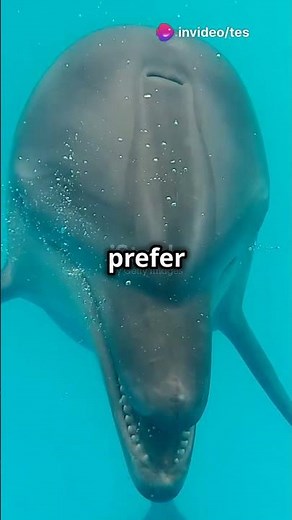 5 Amazing Facts About Striped Dolphins! 🌊🐬#dolphin #stripeddolphin