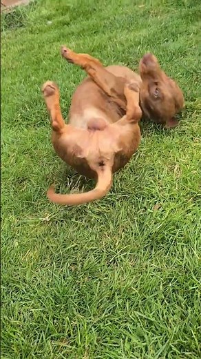 Mini Dachshund Buddy Soaks Up the Sun ☀️ | Cutest Wiener Dog Moments Ever!