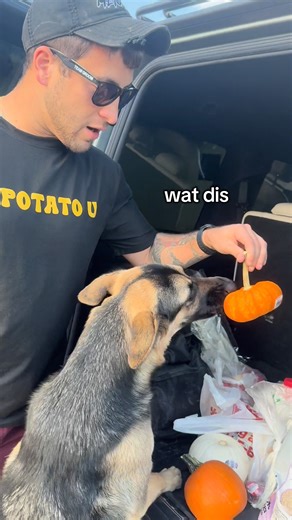 595K views · 22K reactions | We Brought a Pumpkin. Big Mistake. | Chanelthegermanshepherd | Facebook