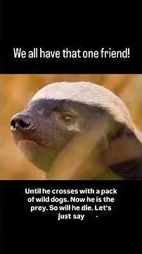 The Best Honey Badger Video Of All Time ! #badgers #funny #lmao #memes #friends #shorts