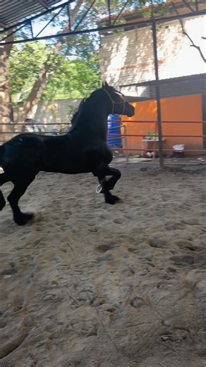 1.9K views · 1K reactions | Alvaro Rodriguez on Reels | Facebook