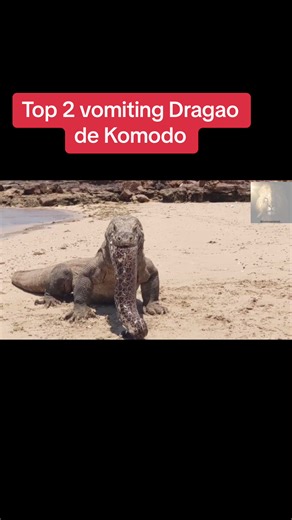 Top 2 Vomiting Komodo Dragon