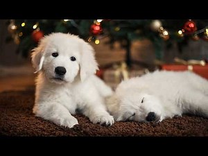 Ultimate Holiday Dog Moments in 4K Magic