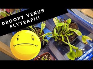 Is Your Venus Fly trap Looking Droopy? HERE is How You FIX IT.