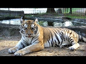 Rescuing Teisha The Tiger