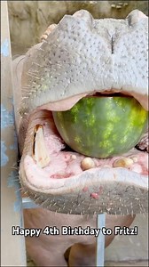 Happy 4th Birthday to Fritz! #hippo #cincinnatizoo #hippopotamus