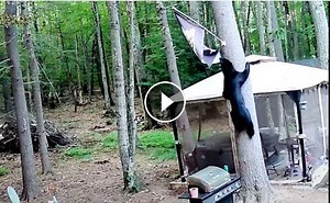 Bear Fixes Flag Like a True Patriot | Your Daily Dose Of Internet #Video