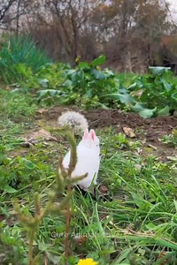 11K views · 335 reactions | Omg so absolutely adorable 殺 | Simple Living | Facebook