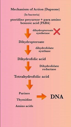 Dapsone mechanism of action| Antileprotic Drug #pharmacologyclass