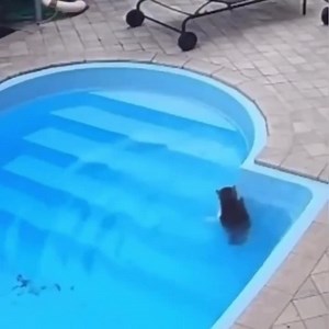 Cat falls into the water, panics, then realizes he knows how to swim