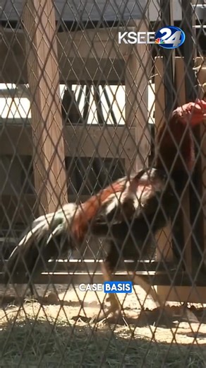 Hmong people concerned about rooster ordinance 📷📄KSEE24 | Hmong Talk