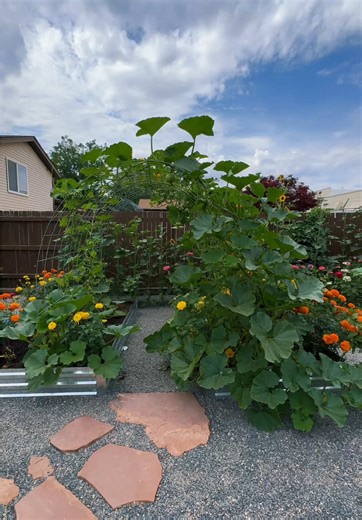 Transforming My Backyard with a Pumpkin Patch