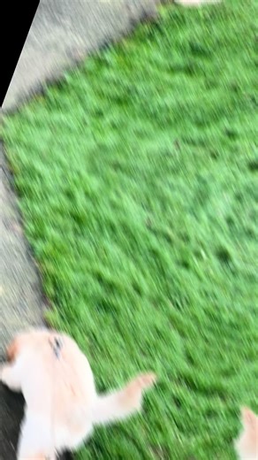 Buddy walks and recall practice 🐾🥹 #cockapoolove #puppies #dogtrainingadvice #fyp