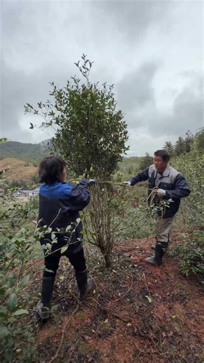 An Expert's Take How to Reduce Wind Damage in Transit