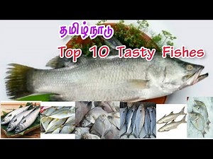 Top 10 Tasty Fishes in Tamilnadu | Top 10 Fishes in Tamilnadu | Top 10 Tasty Fish | World's Top 10